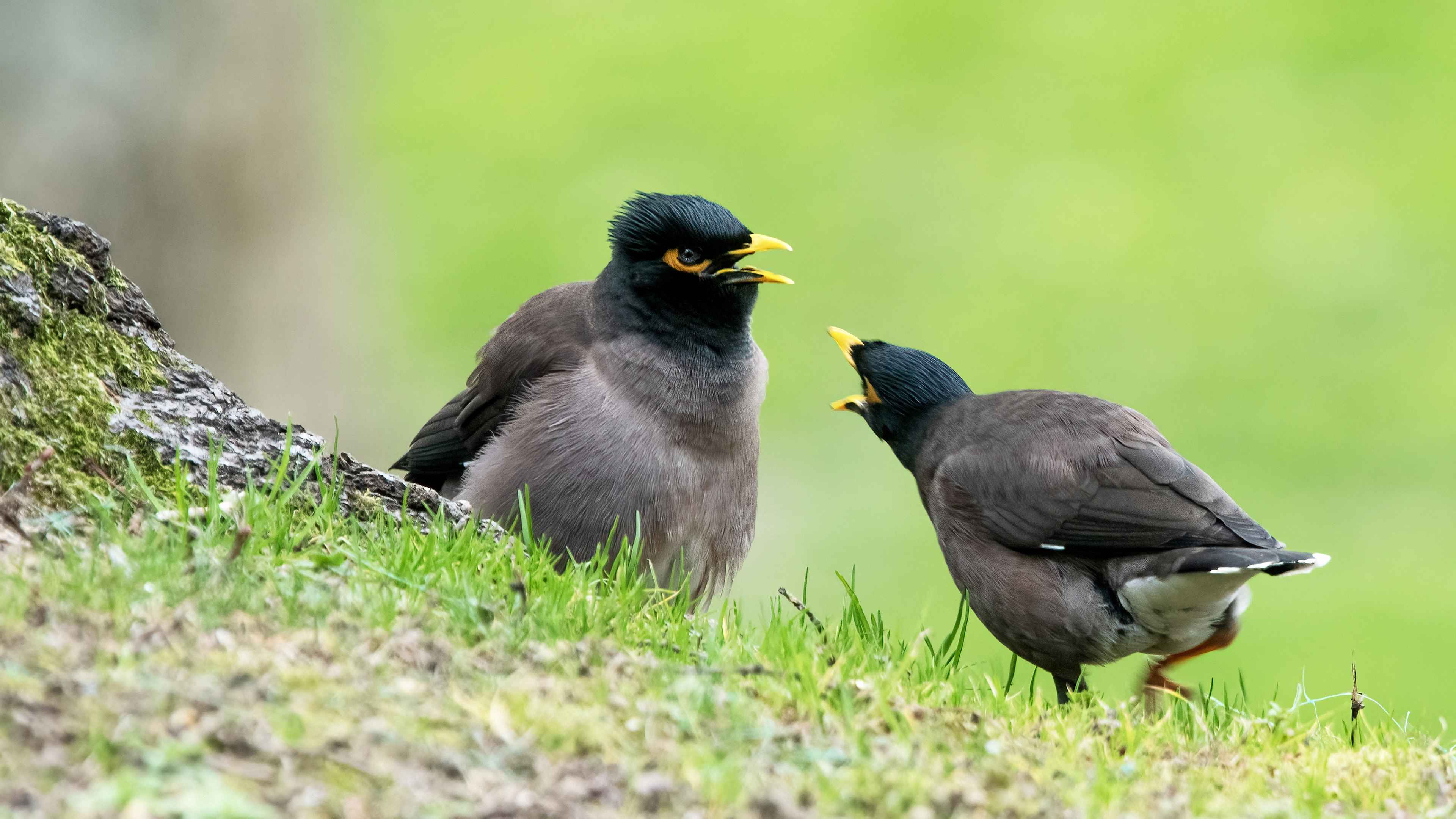 Common Myna